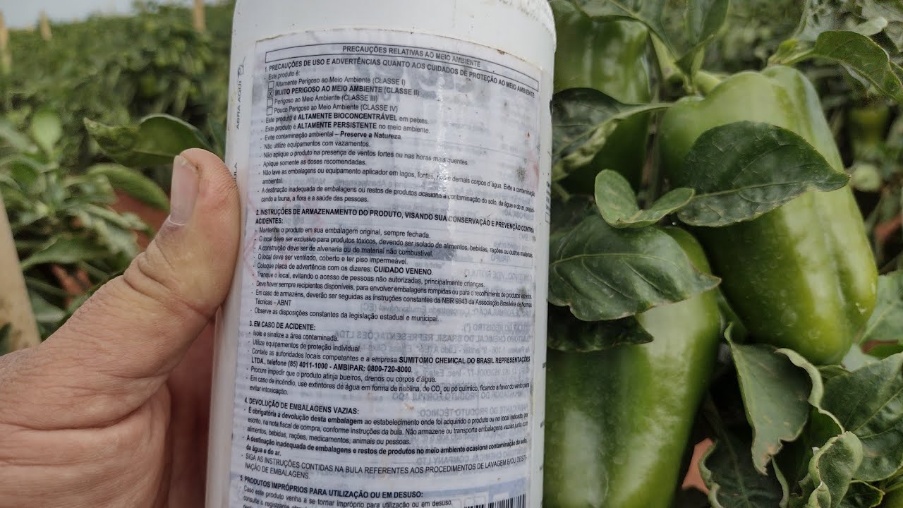 Pimentão Dahara  quais são os insetos que provoca a virose e como prevenir @marcosbrugneroto