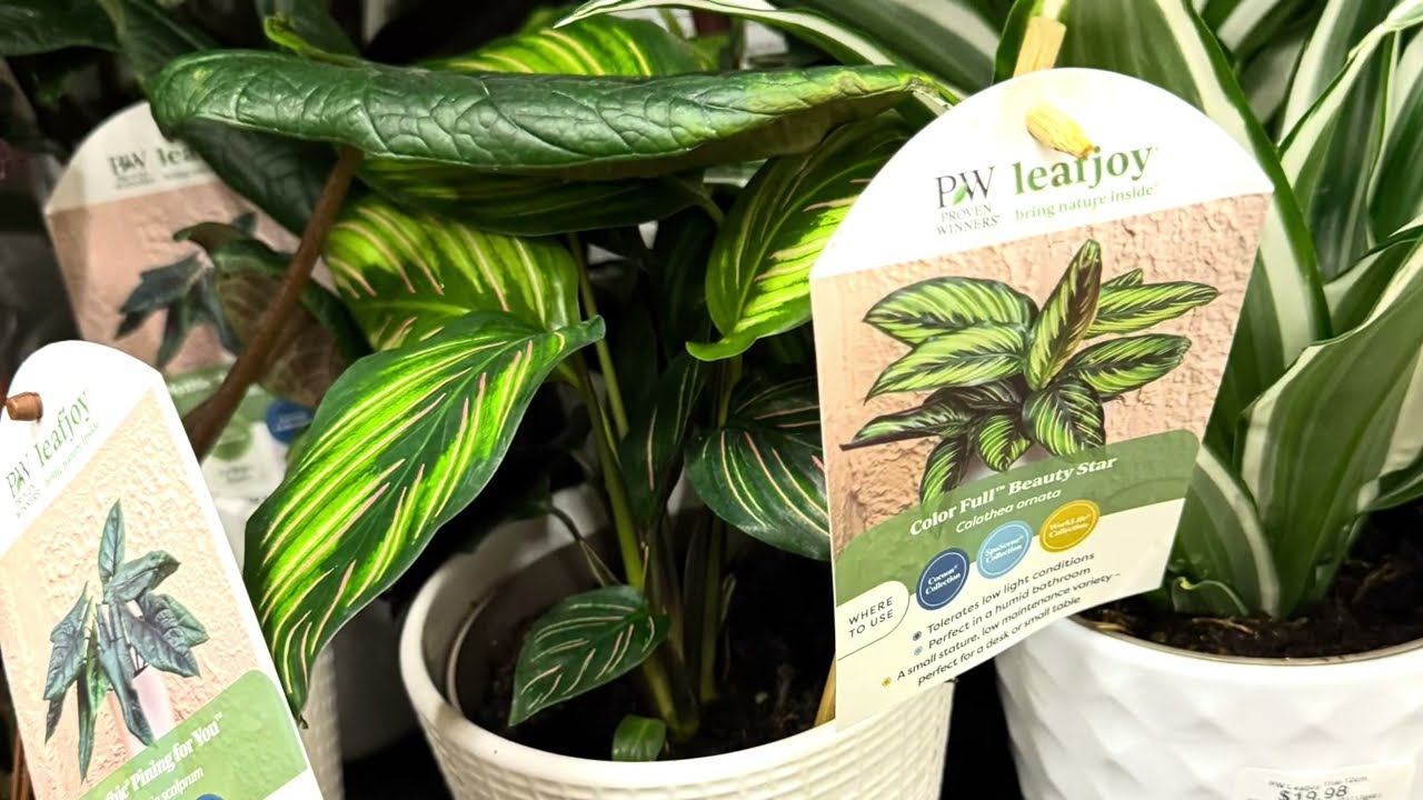 A musical walkthrough #plants #houseplants #garden #indoorplants #new #shopping #shopwithme #plant