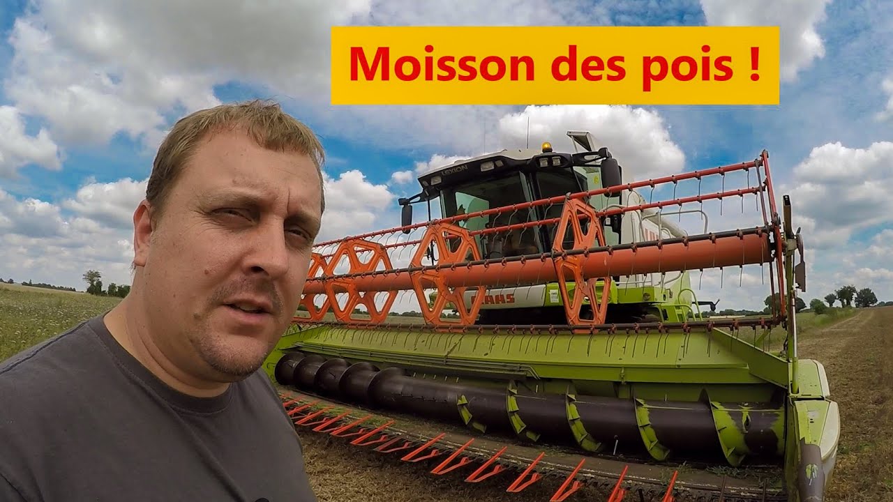Moisson des pois - 2021