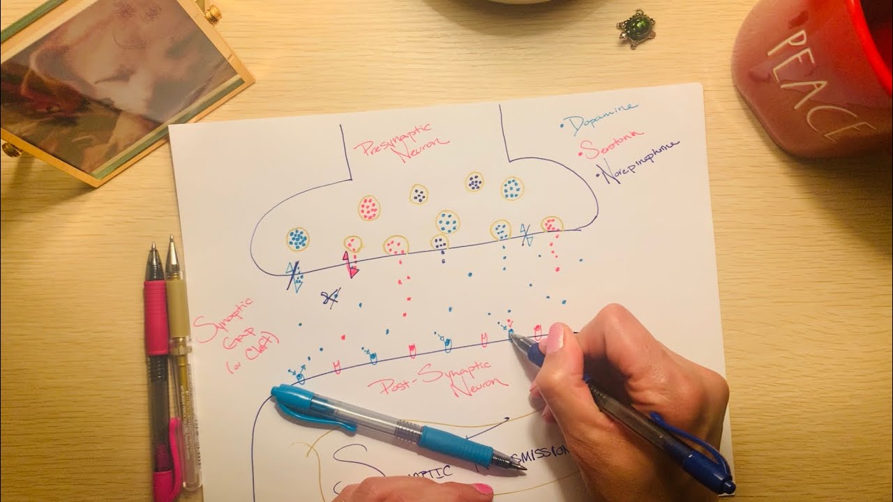 🧬 The Science of ASMR 🧬 Your Brain on Drugs (synaptic events, homeostasis, tolerance & overdose)👩🏽&zwj;🔬