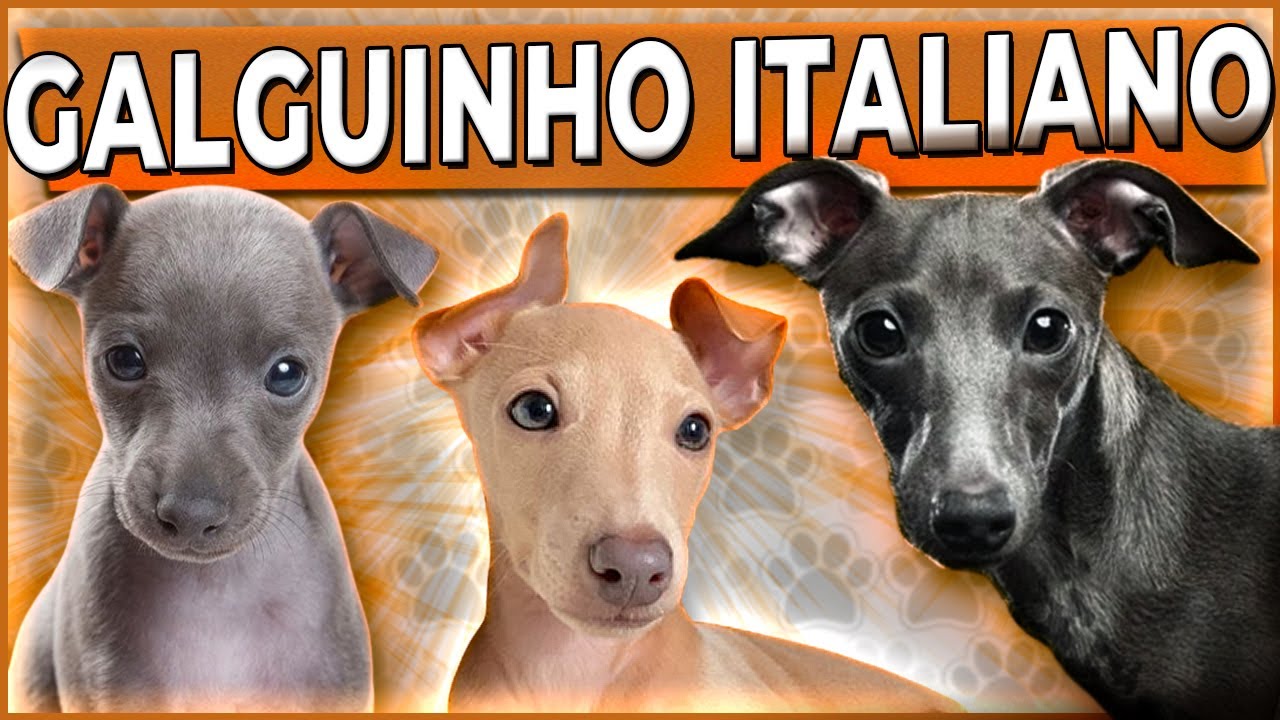 GALGUINHO ITALIANO - Tudo sobre a raça #adestramentodecaes