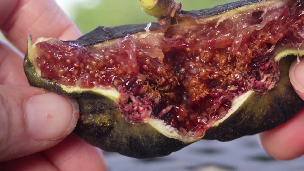 Tasting Figs in Spring | Breba Ripening in Phoenix AZ