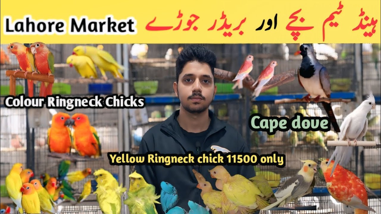 New Deal for new fancier ll Birds farming in pakistan ll All birds available in cheap prices ll