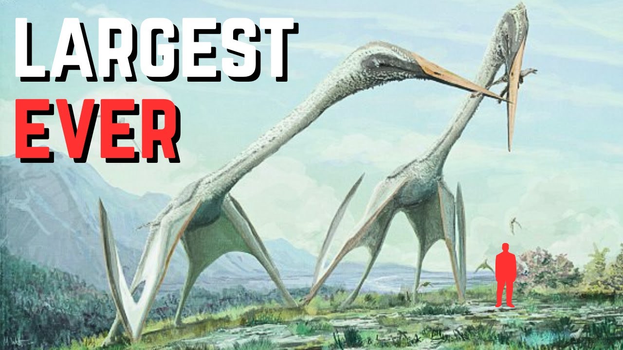 The Flying Reptile SO BIG It Could Swallow You Whole