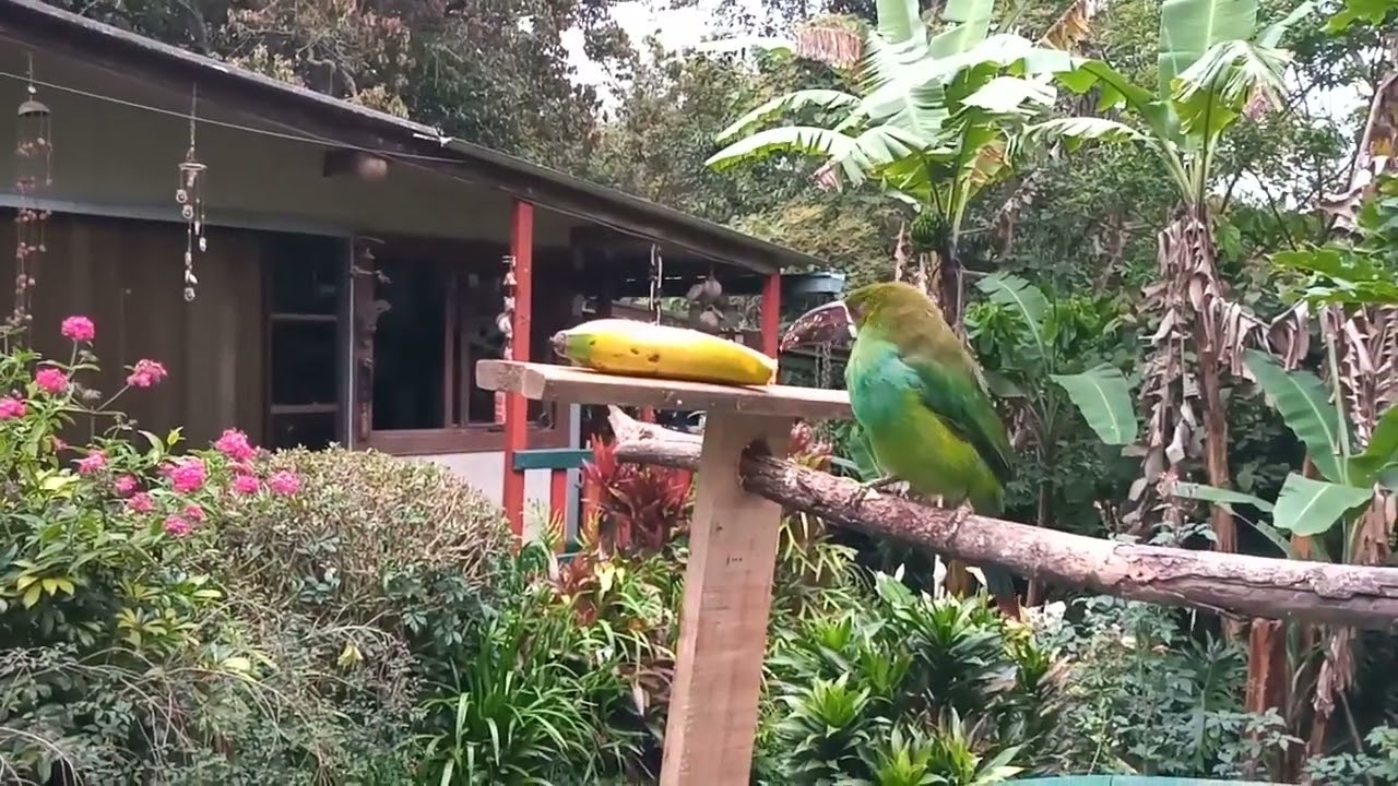 🌴🌿🏡 Tucanete Colirojo Juvenil ( Aulacorhynchus haematopygus) Valle del Cauca 🌿🇨🇴🌿🕊️🌴