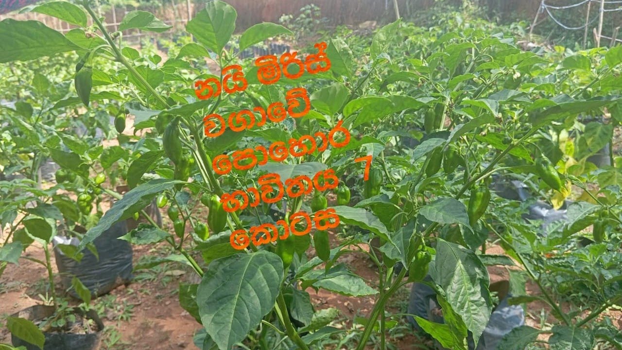 නයි මිරිස් වගාවේ  පොහොර භාවිතය  7 කොටස