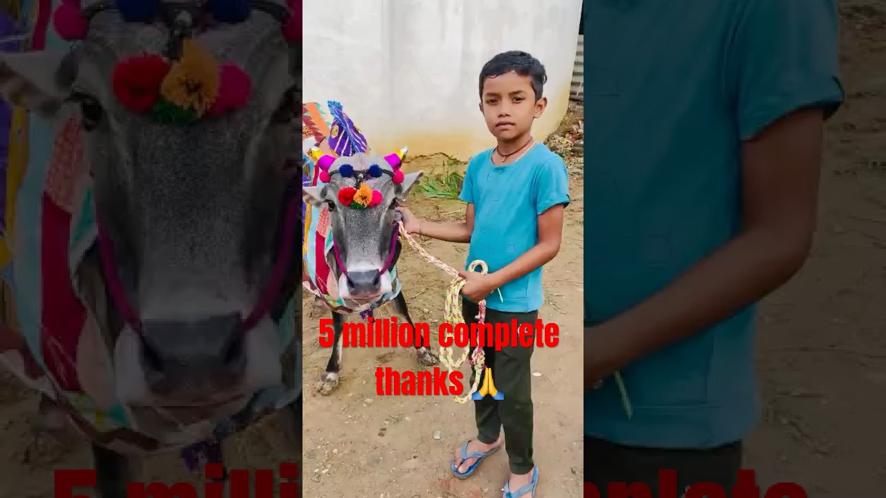 ख़तरनाक बैल 🐂😱 हैप्पी पोला #bail #khatarnak #pola #gaon #trending #shorts #2025