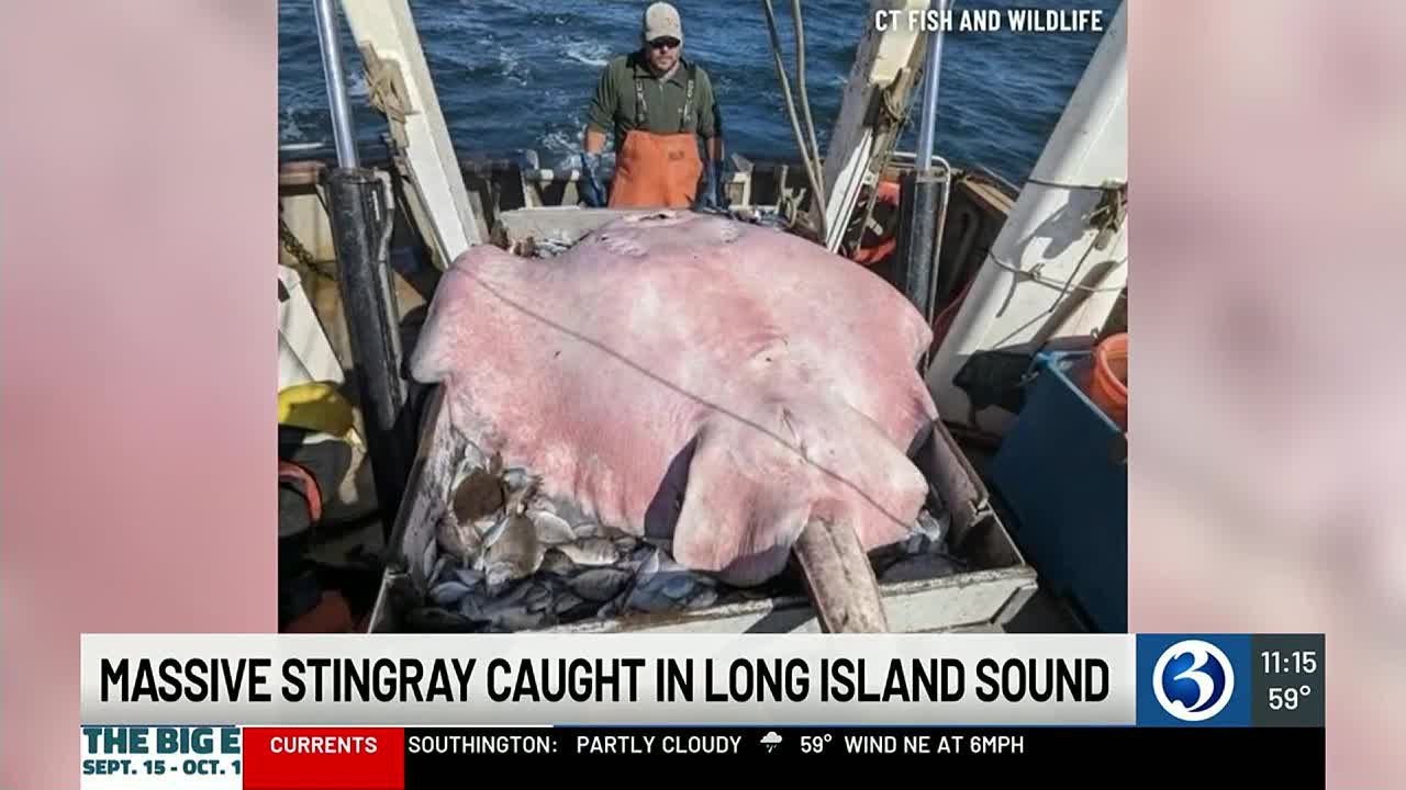 CT Fish and Wildlife crew catches 400-pound stingray in Long Island Sound