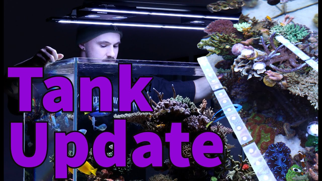 Custom Reef Aquarium Update and top down view