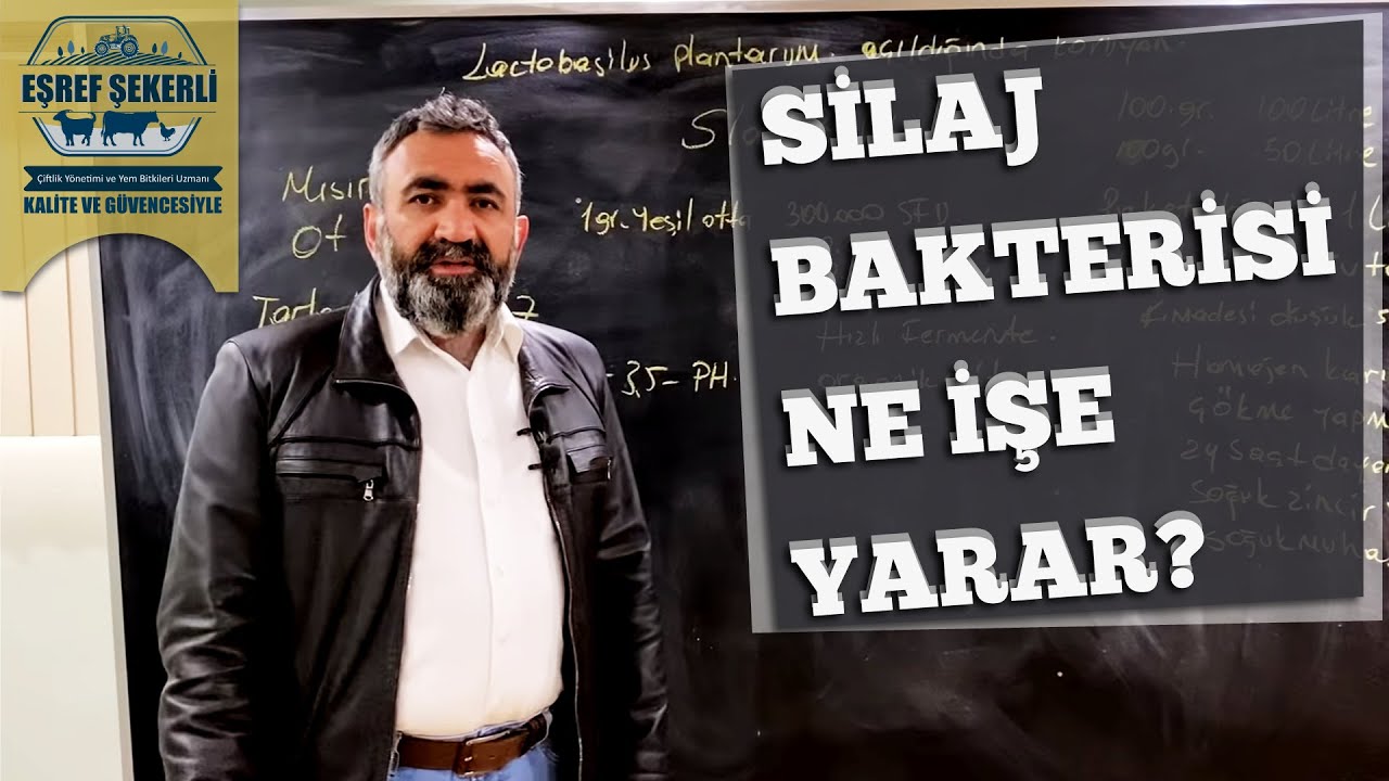 Silaj Bakterisi Ne İşe Yarar? #Silaj