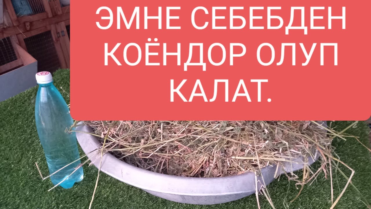 КОЁНДОРДУН ОЛУП КАЛУСУНУ СЕБЕПТЕРЫ. 2. ЧАСЬ.