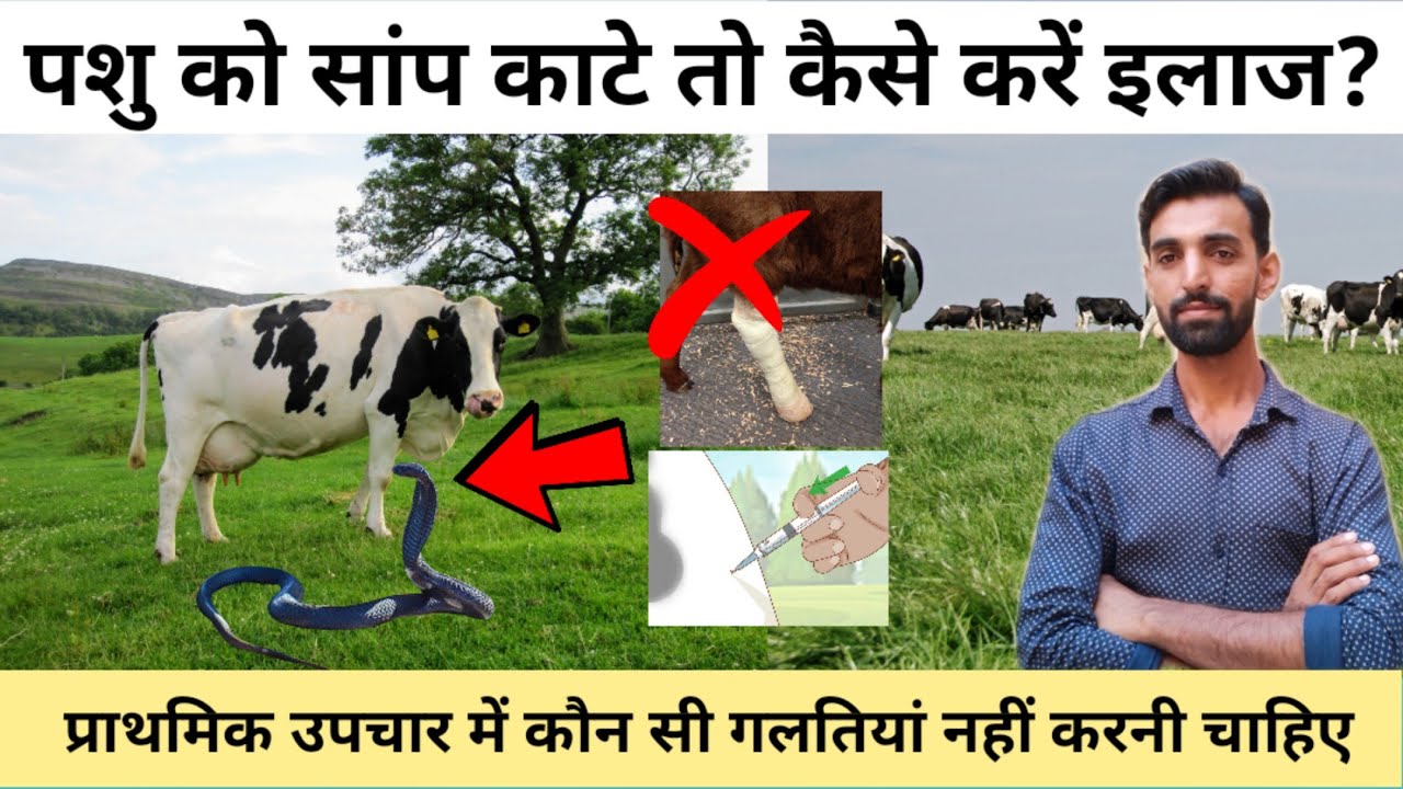 पशु को साँप काटने का इलाज 🐄 Gaay ko sanp kat le to kya karen | Pashu ko sanp katne par kya karen