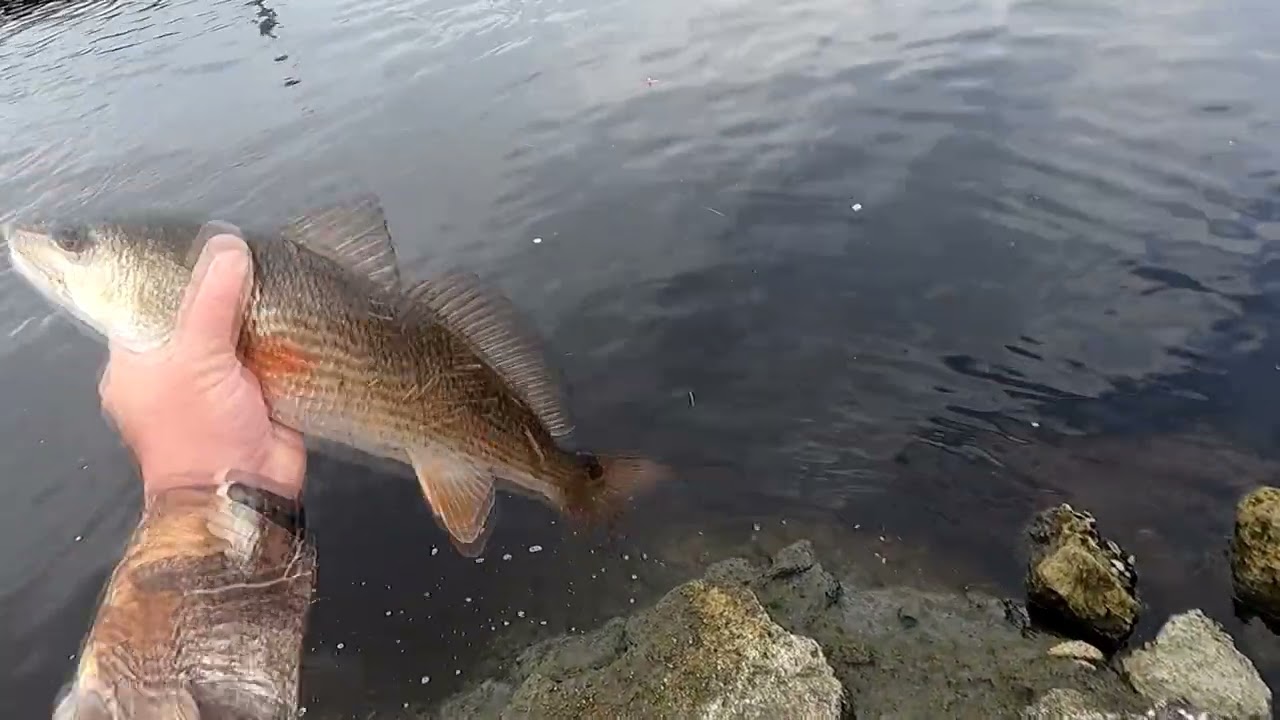 Jacksonville Beach Blvd. Redfish, Mangroves and Sand Perch or Trout ??
