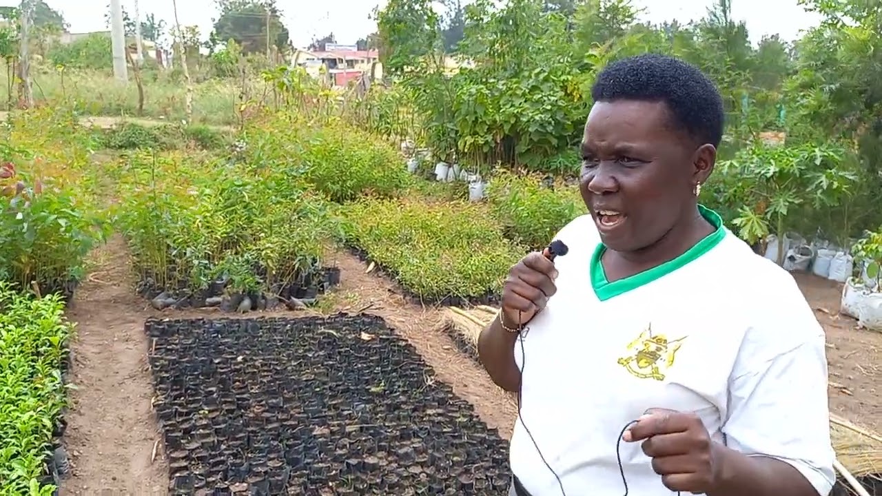 NGACHIE CENTRAL TREE NURSERY IN MT. ELGON TO BENEFIT FROM FAO'S SUPPORT TO CHEPTAIS CFA
