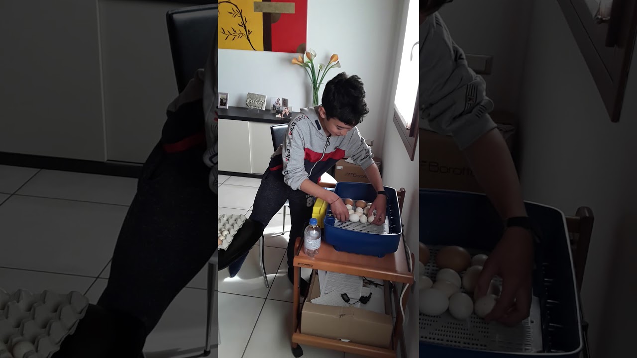 Come preparare ľ incubatrice in fase di schiusa