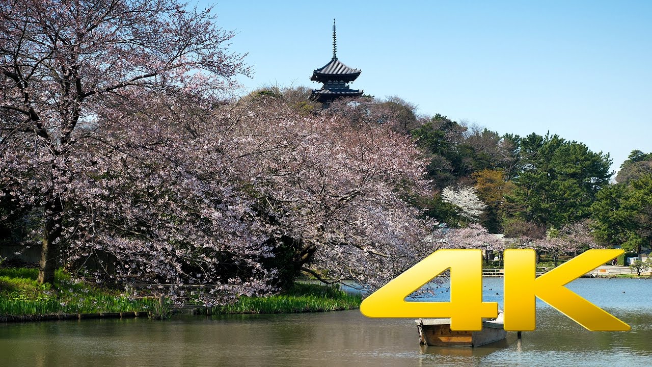 Sakura around Sankei-En pond - 三溪園の桜 - 4K Ultra HD