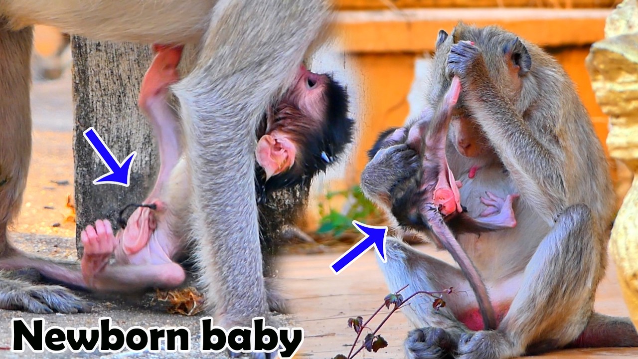 Hot news!! Congratulations to little mother Marily who just gave birth today (21.02.2026)