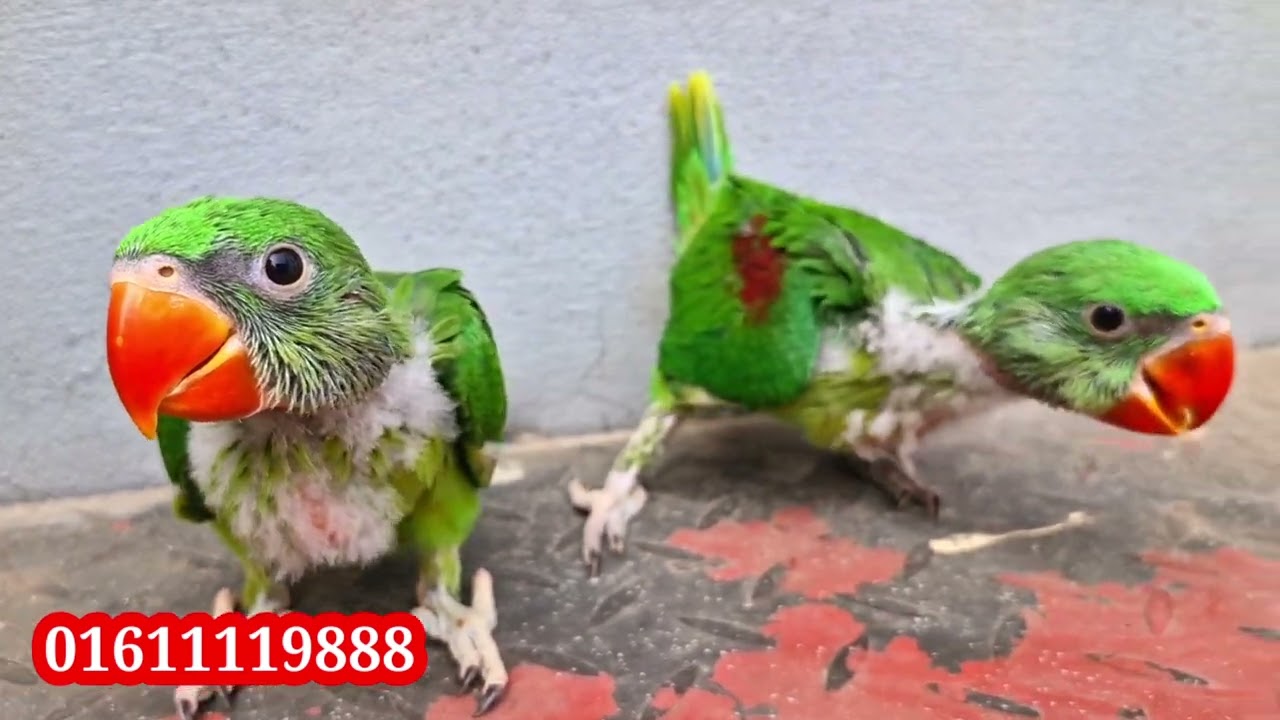 পাকিস্তানি চন্দনা টিয়া পাখি 100% গ্যারান্টি, পাকিস্তানি আলেকজান্ডার প্যারট,01611119888
