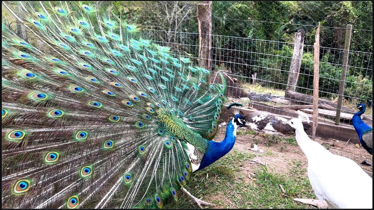 É assim que eles encanta as fêmeas # criação de pavão da Bruna Fernanda …