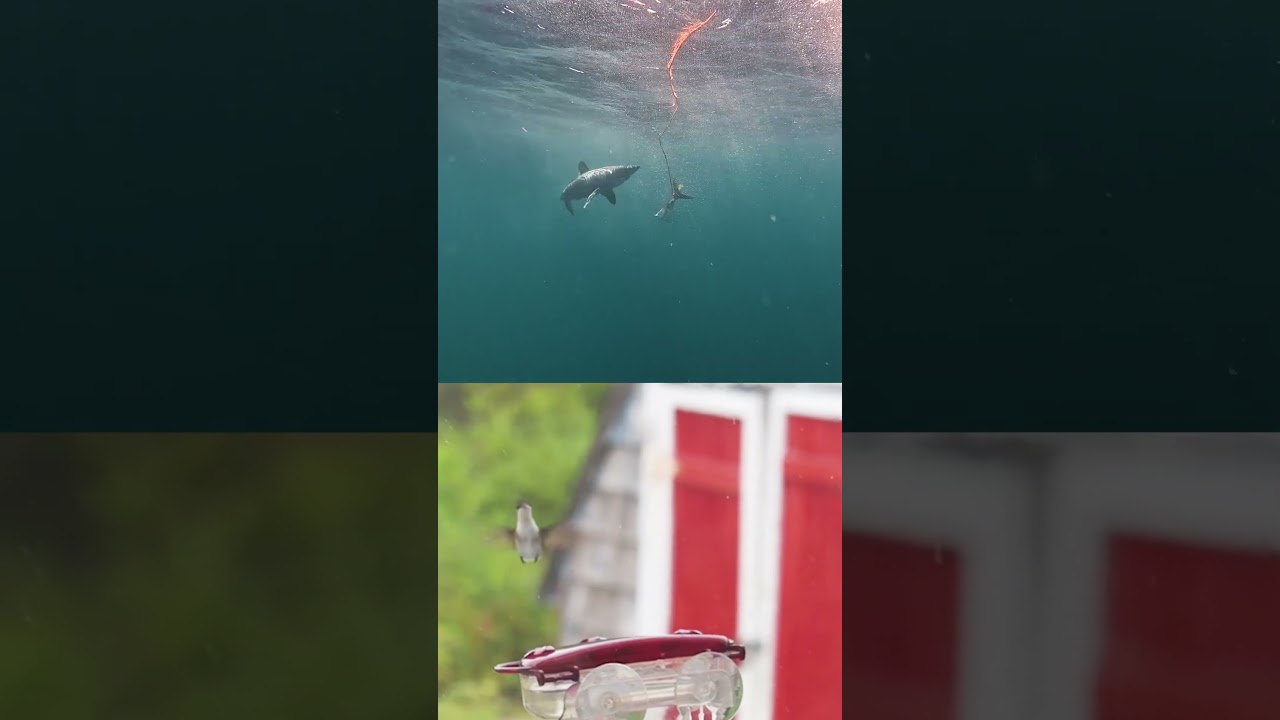 Porbeagle Shark