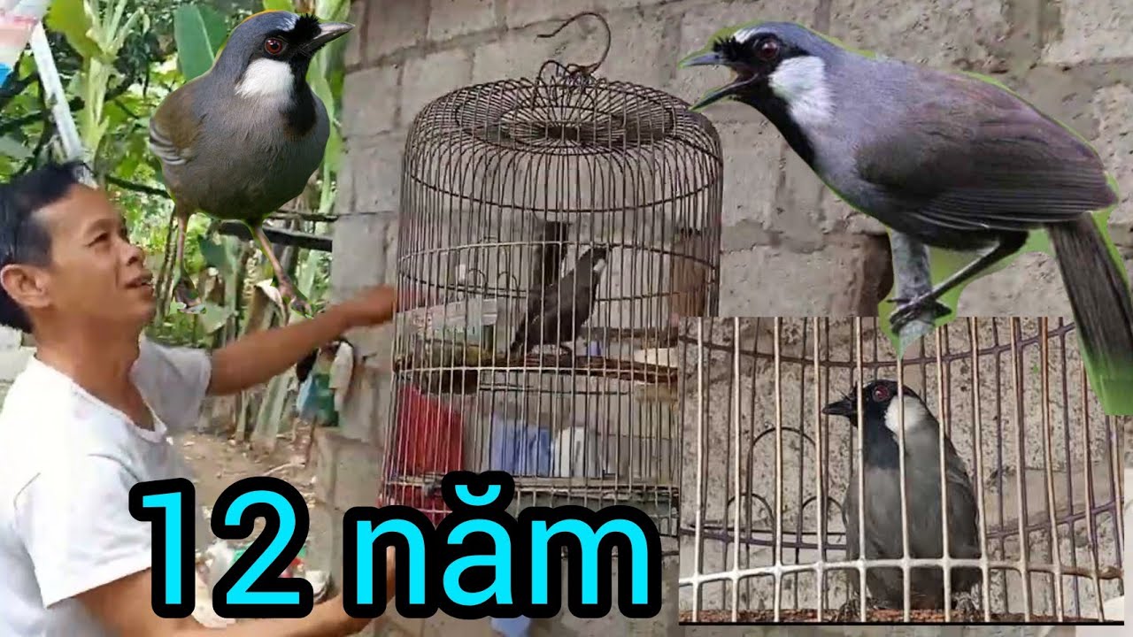 thanh niên 38 tuổi nuôi 1 con khướu bạc má 12 năm bây giờ u50 rồi