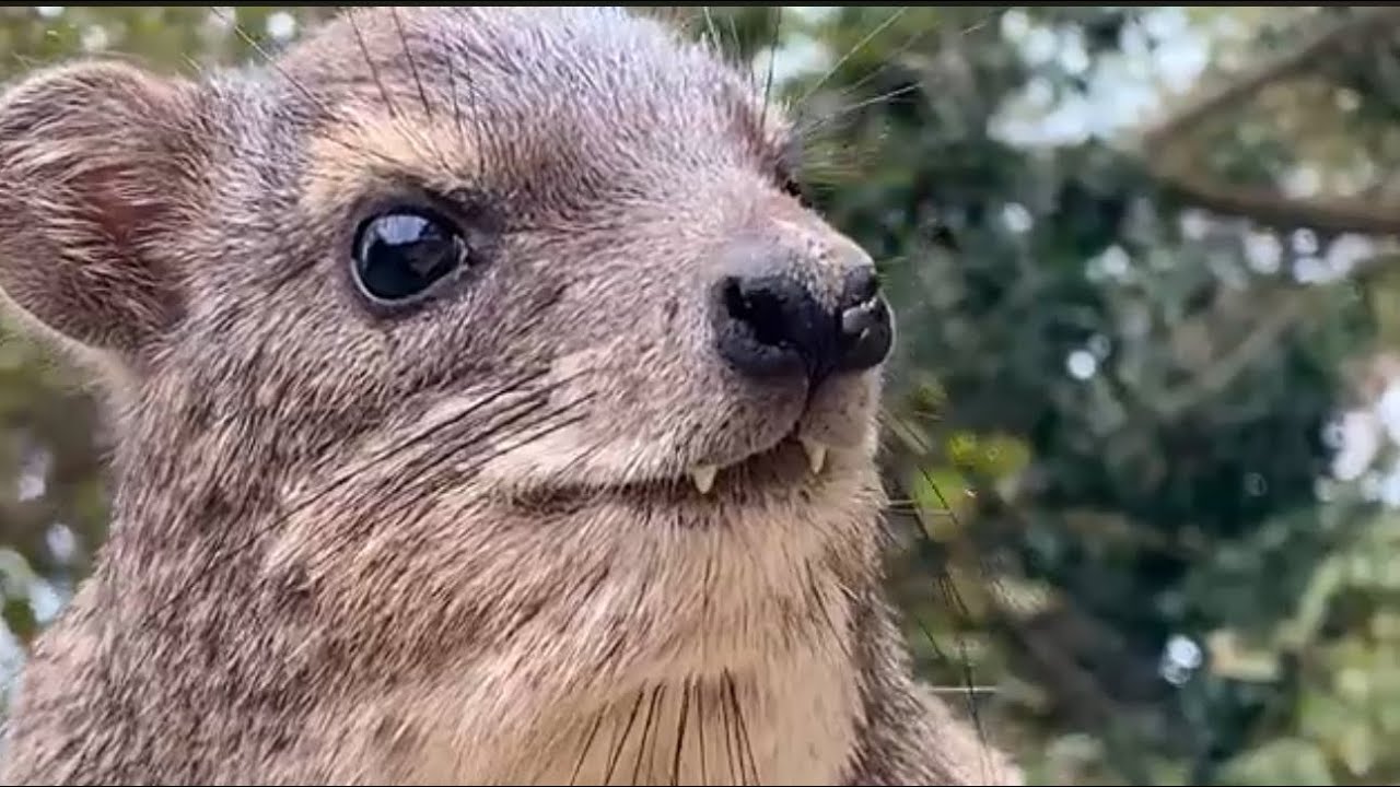 5 Minutes of THE BEST HYRAX - (Scream At The End) -my favorite, friendly footage from the hyrax hut!