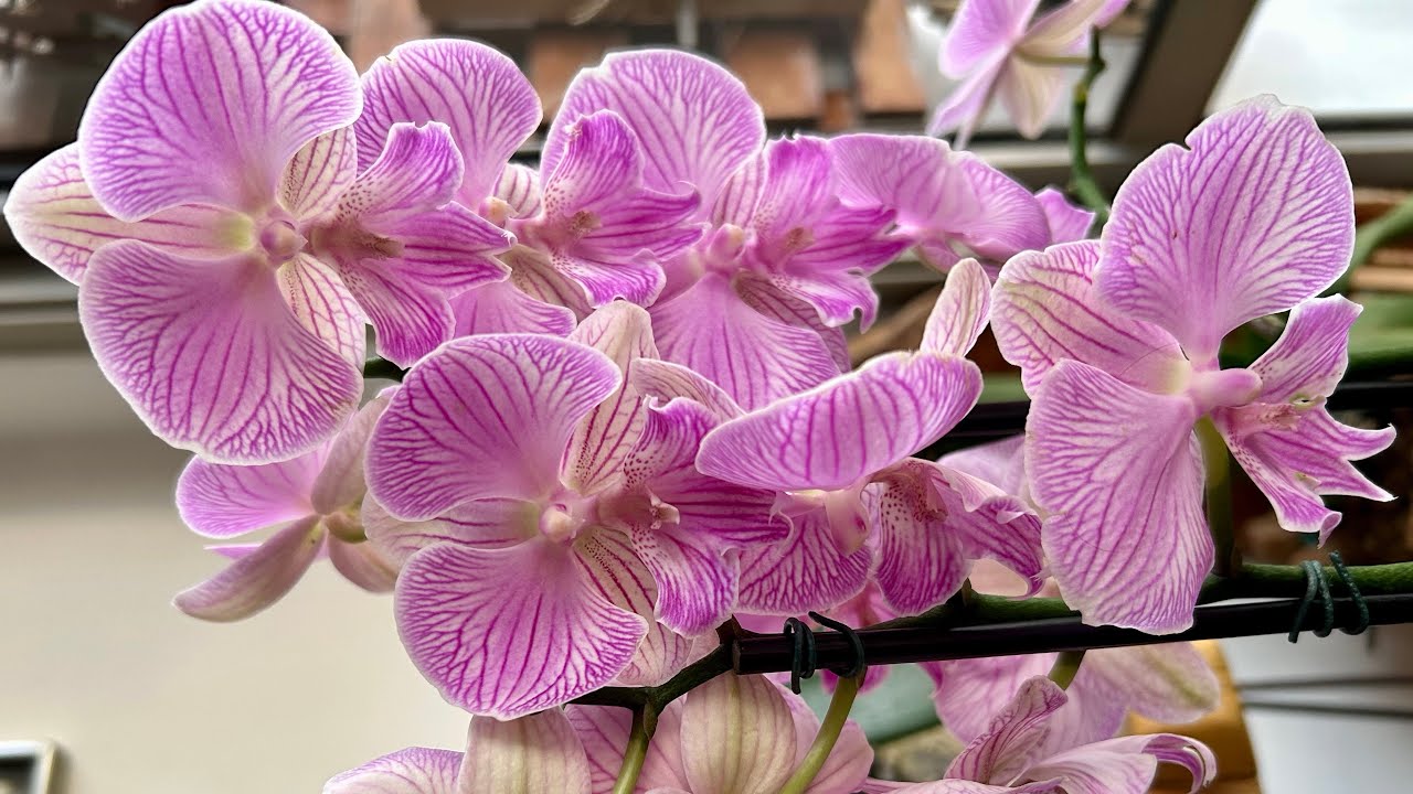 Phalenopsis replantada em vaso raso de cerâmica em isopor reutilizado e esfagno.