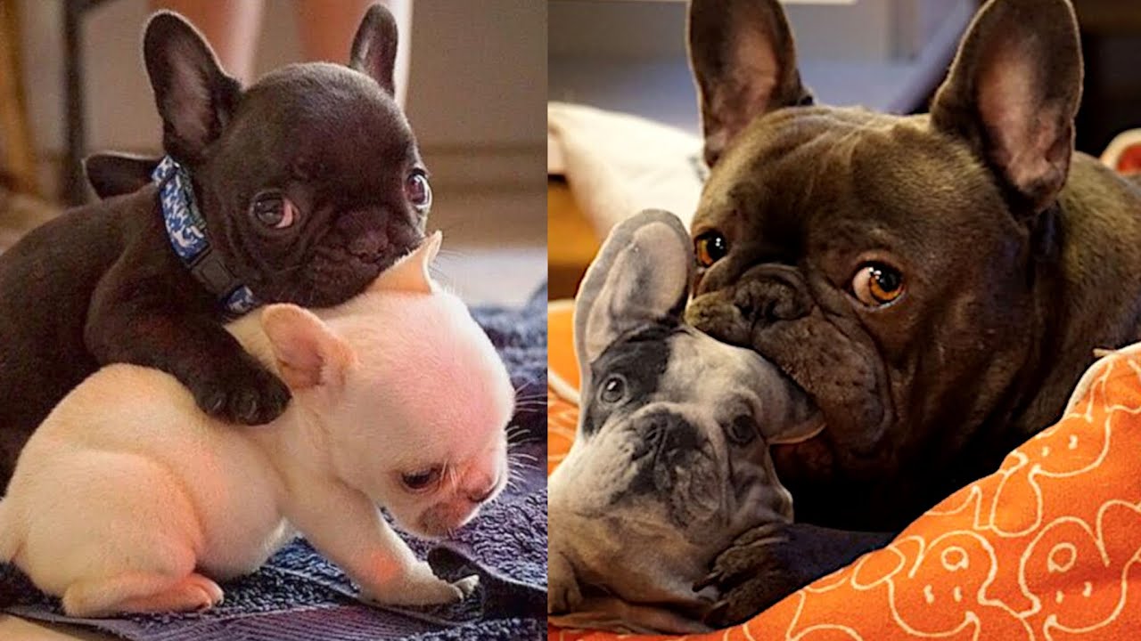 Craziest FUNNY Frenchies, Here's why You Love Them So Much! lol