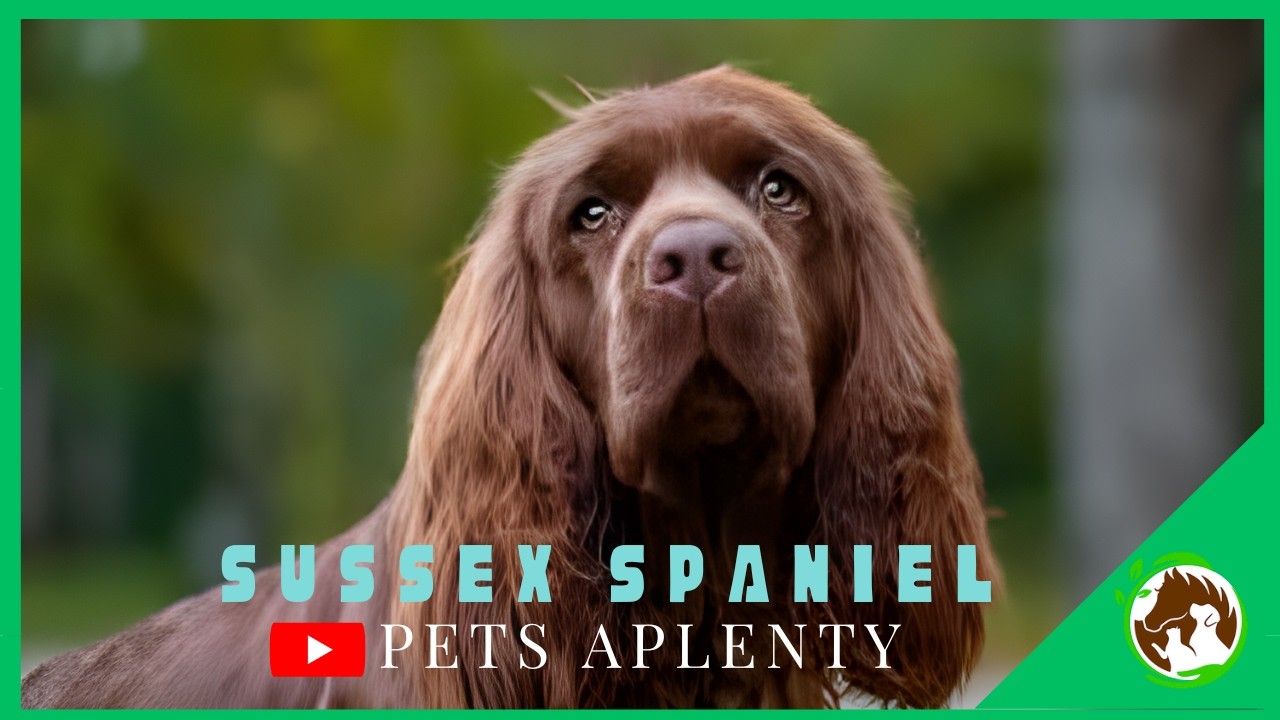 Sussex Spaniel | The Forgotten Hunting Dog That Will STEAL YOUR HEART