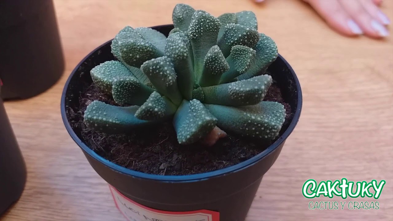 🌵🌸🌵Presentación y Cuidados de Titanopsis y Aloinopsis. 🐈🐱 ene. 20 | Caktuky