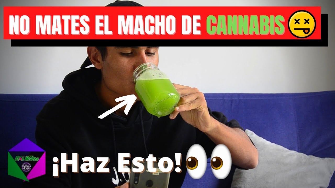 &iquest;Qu&eacute; hacer con un macho de cannabis?