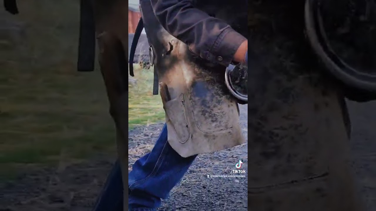 Pulling Horse Shoe - Pads and Dental Impressions Material - So Satisfying - Farrier ASMR