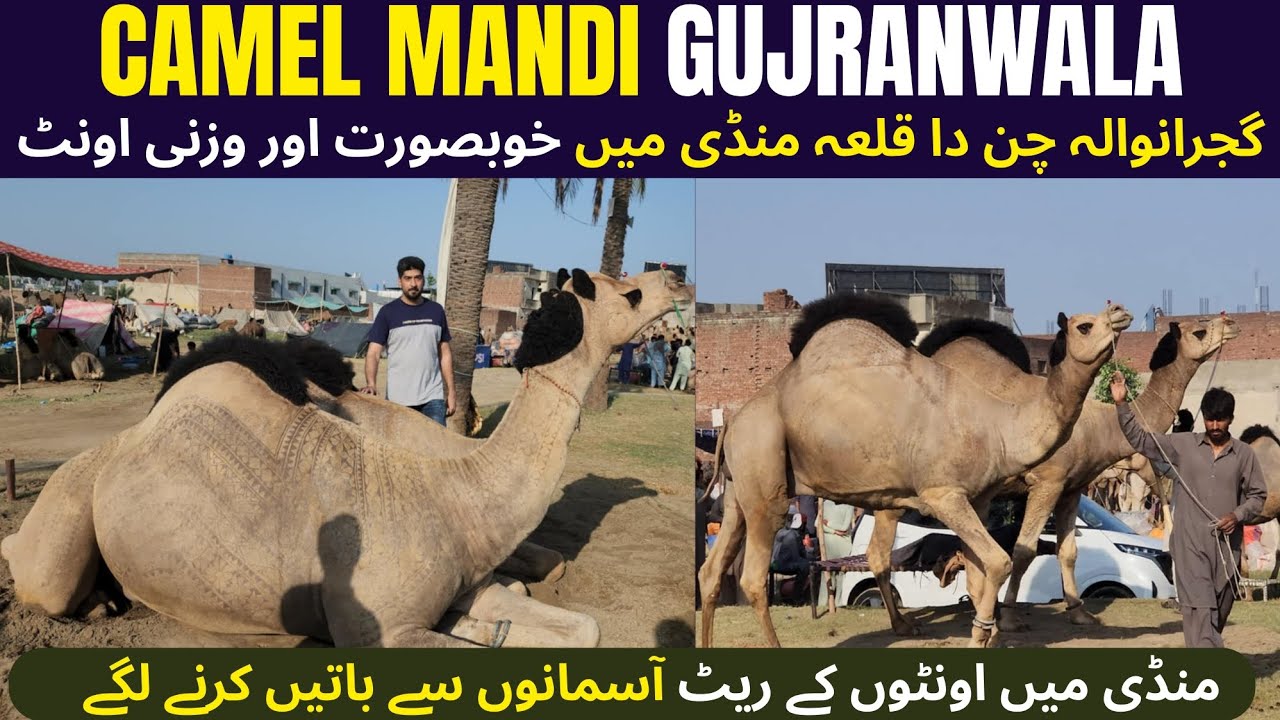 Camel Mandi Gujranwala 2025 || oont Mandi Update ||Gujranwala Camel Mandi Me oonto Ke Rates ||