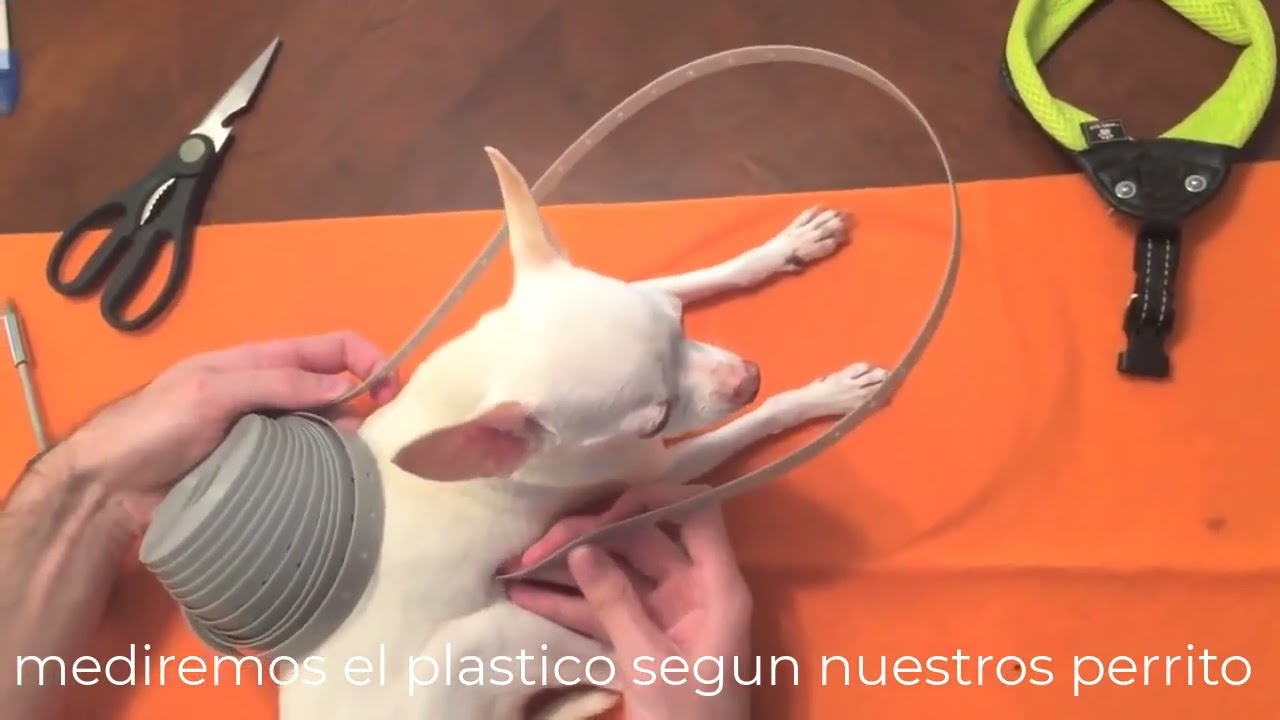 collar para perros ciegos   Parachoques Miniatura CÓMO AYUDAR A UN PERRO CIEGO o mascota ciega