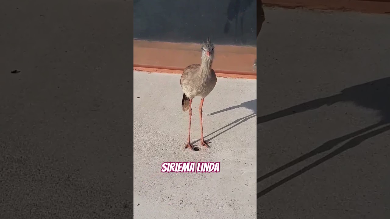 #siriema rainha dos campos #viral