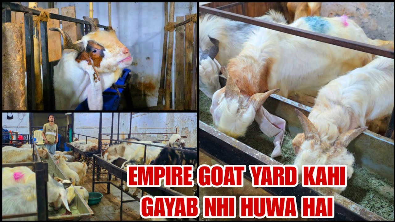 Empire Goat Yard Kahi Gaya Nhi Band  Nhi Huwa Hai Kurla Me Chal Rha Hai 