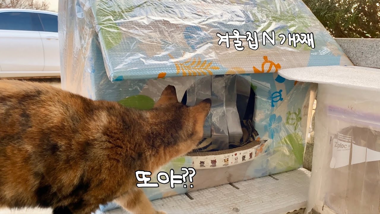 길고양이 겨울집을 또 만들게 된 이유 (8일간의 기록) | EP.39