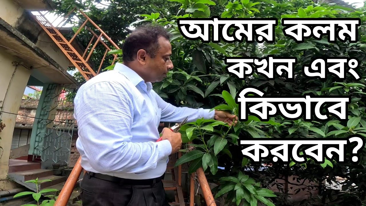 আমের কলম কখন এবং কিভাবে করবেন | How to engraft the mango tree Successfully