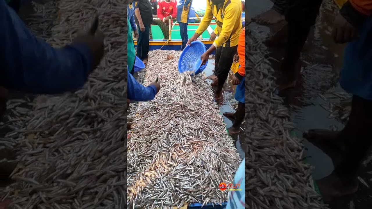 Anjengo #seafood #fishing #fish #fisherman #boat #harbour #varkala #anguthengu #kadalmachan #kadal