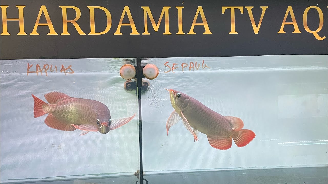 Perbezaan Red Dragon Arowana Sepauk dan Kapuas