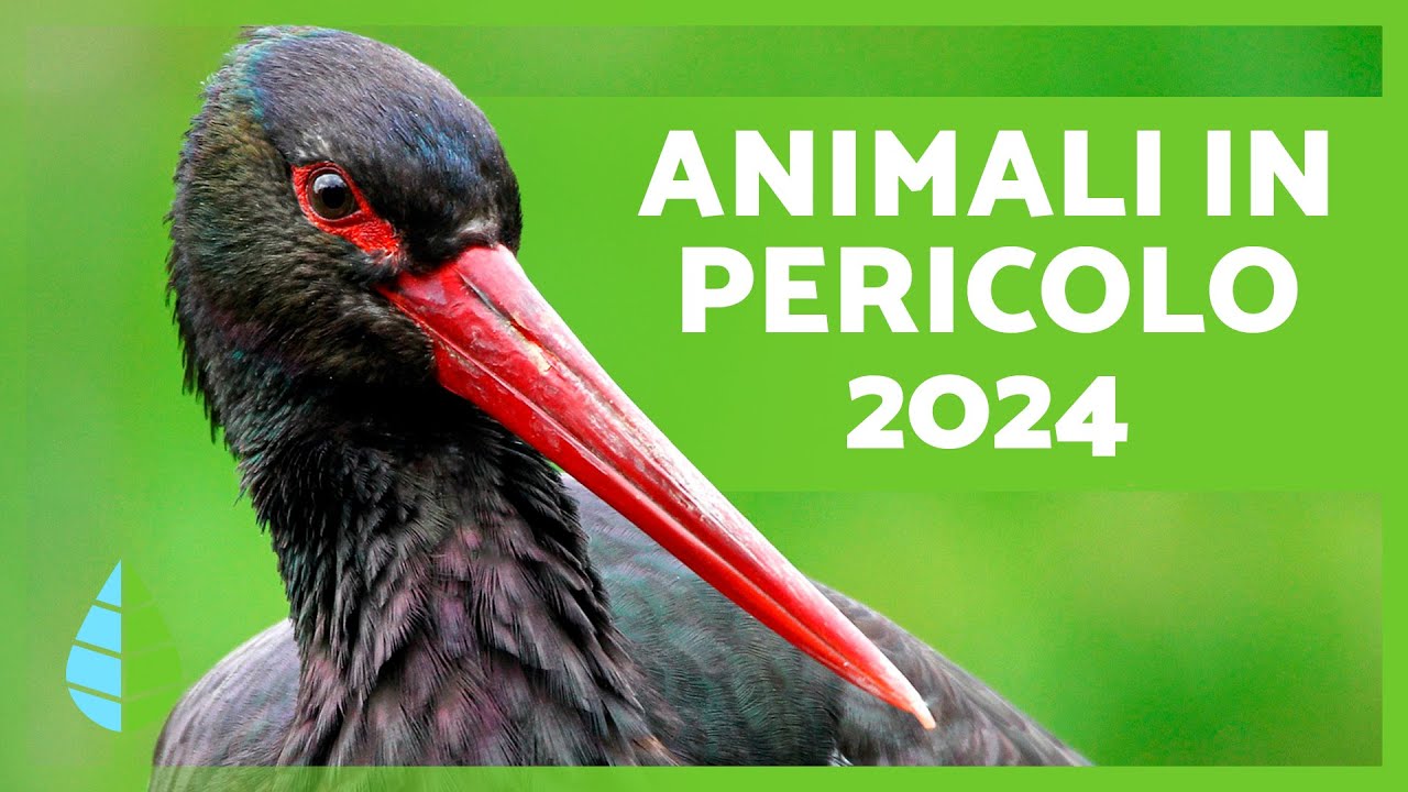 ANIMALI in PERICOLO di ESTINZIONE 2024 🐯⚠️ (Top 10)