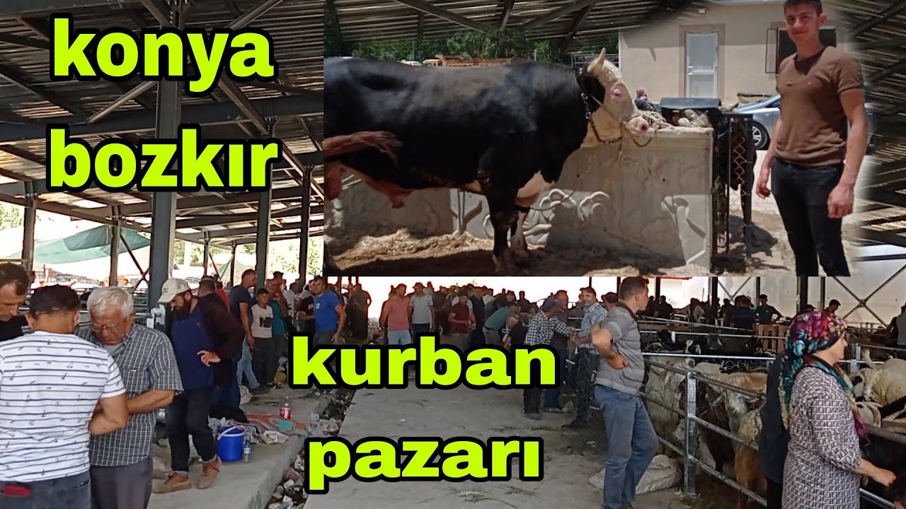 DAĞDAN GELDİM 2024 KONYA BOZKIR KURBAN PAZARI Bozkır Birincisi güzel et kasap
