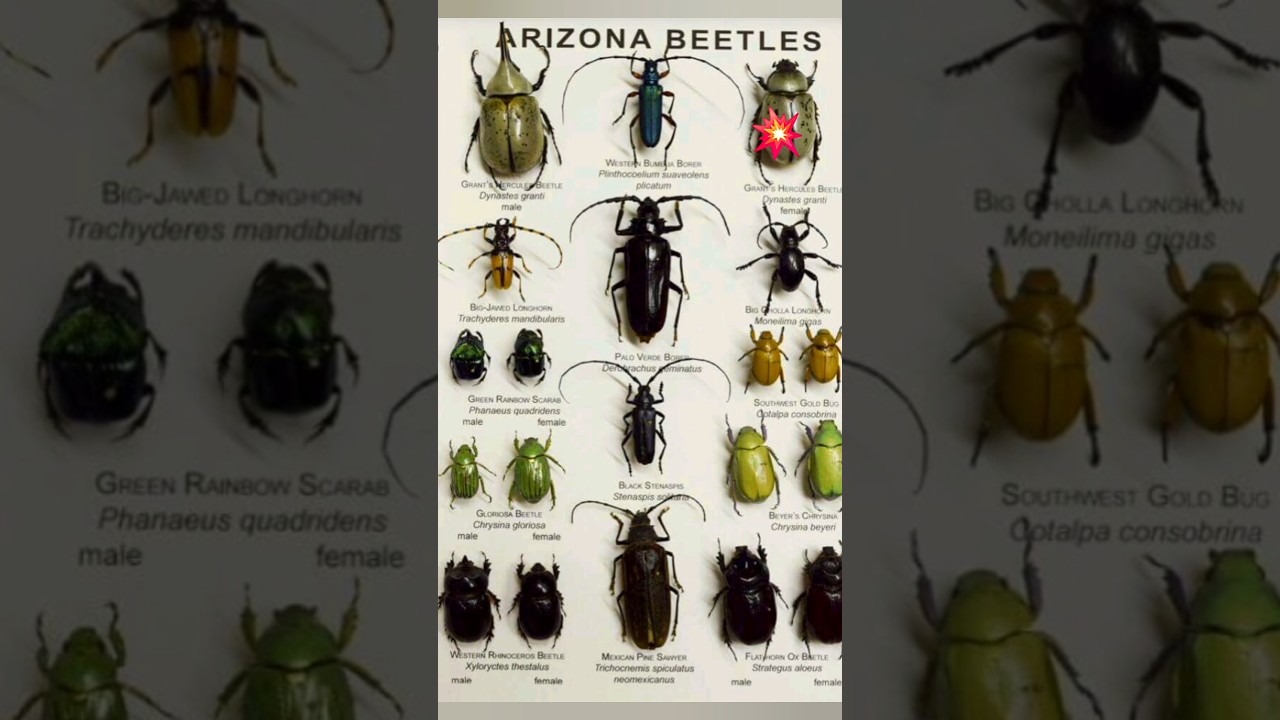 Dung beetle 