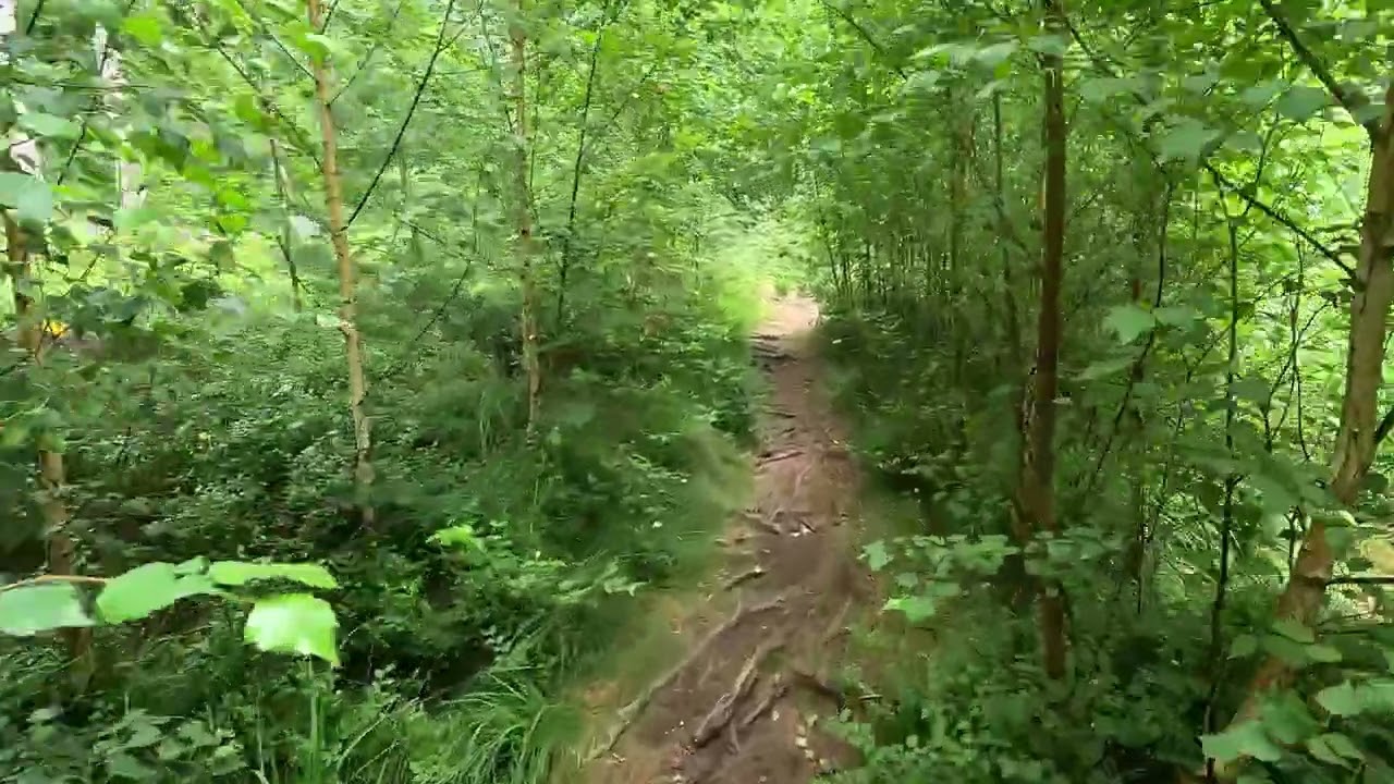 Im Heidelbeerreich