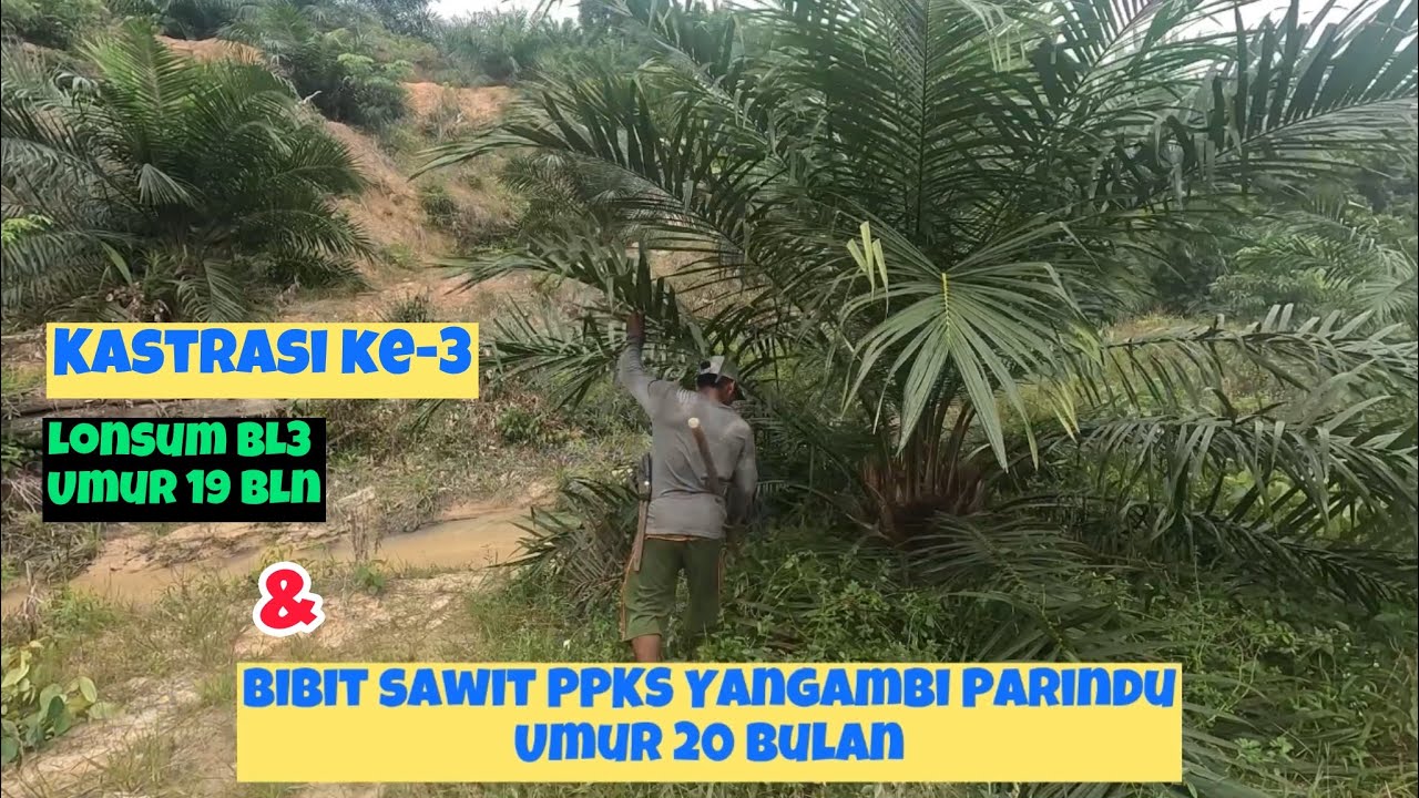 Kastrasi Ke-3 Bibit Sawit PPKS Yangambi dan Lonsum BL3