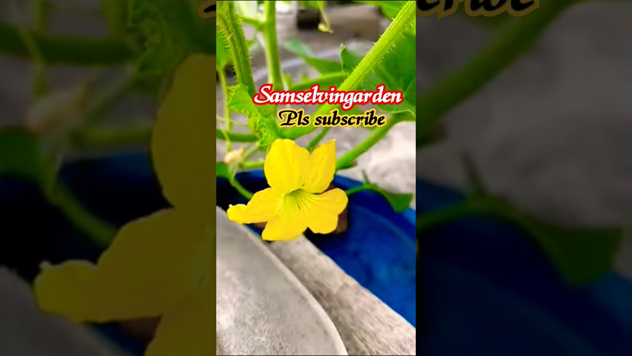 #gardening#raithu#agriculture#garden#raithunestham#agriculturefarming#raitunestham#farming#fruit
