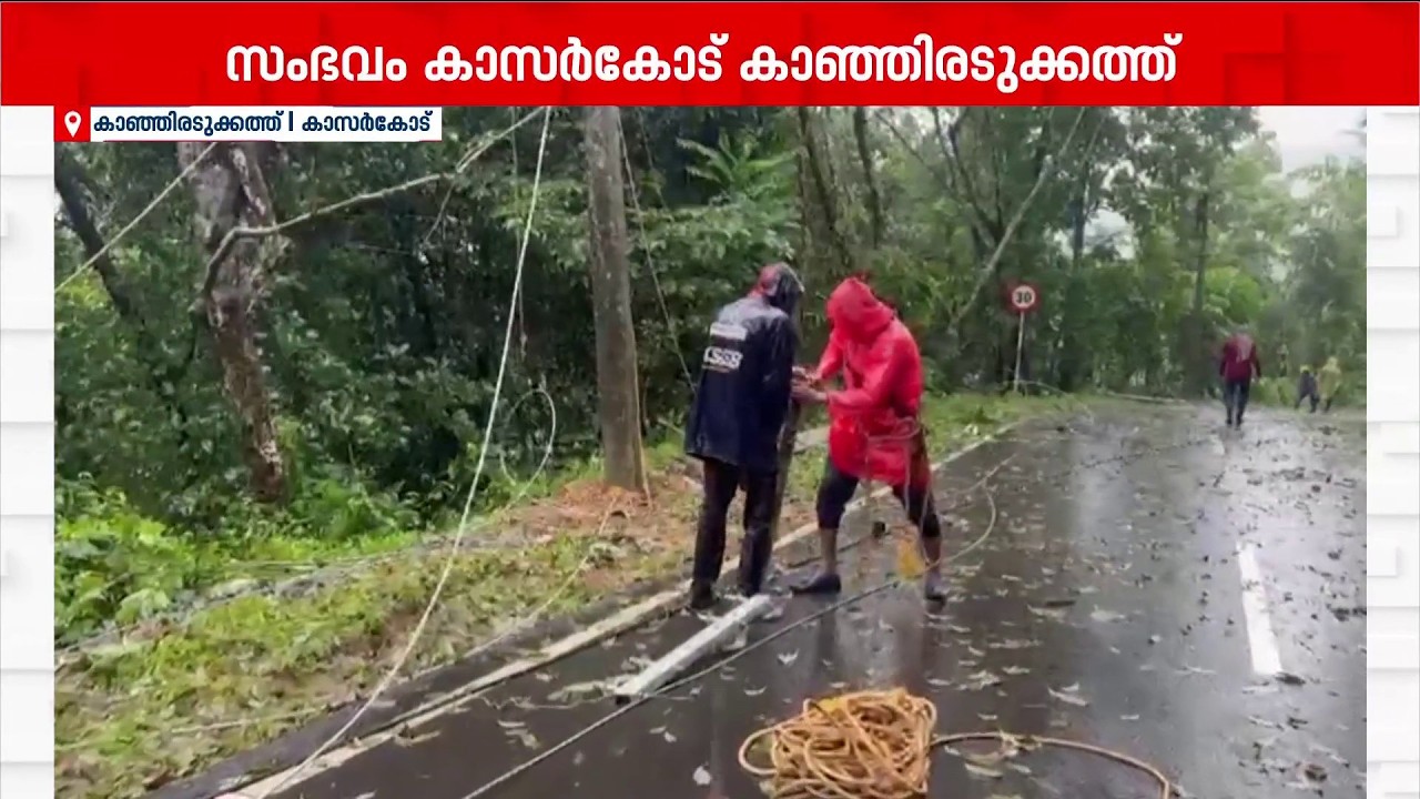കാസർകോട് കാഞ്ഞിരടുക്കത്ത് മരം കടപുഴകി വീണു; 4 ഇലക്ട്രിക് പോസ്റ്റുകൾ തകർന്നു | Kasaragod | Rain