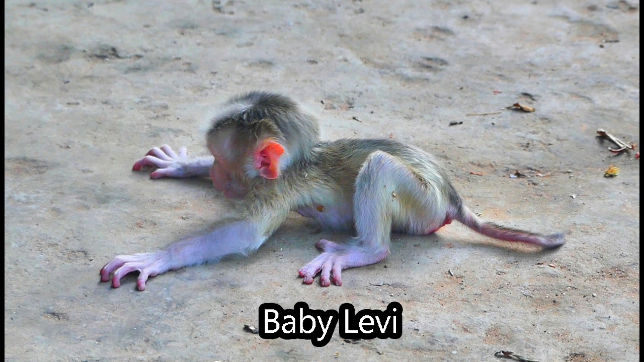 Breaking News: Libby trains her baby son Levi to walk, but he refuse
