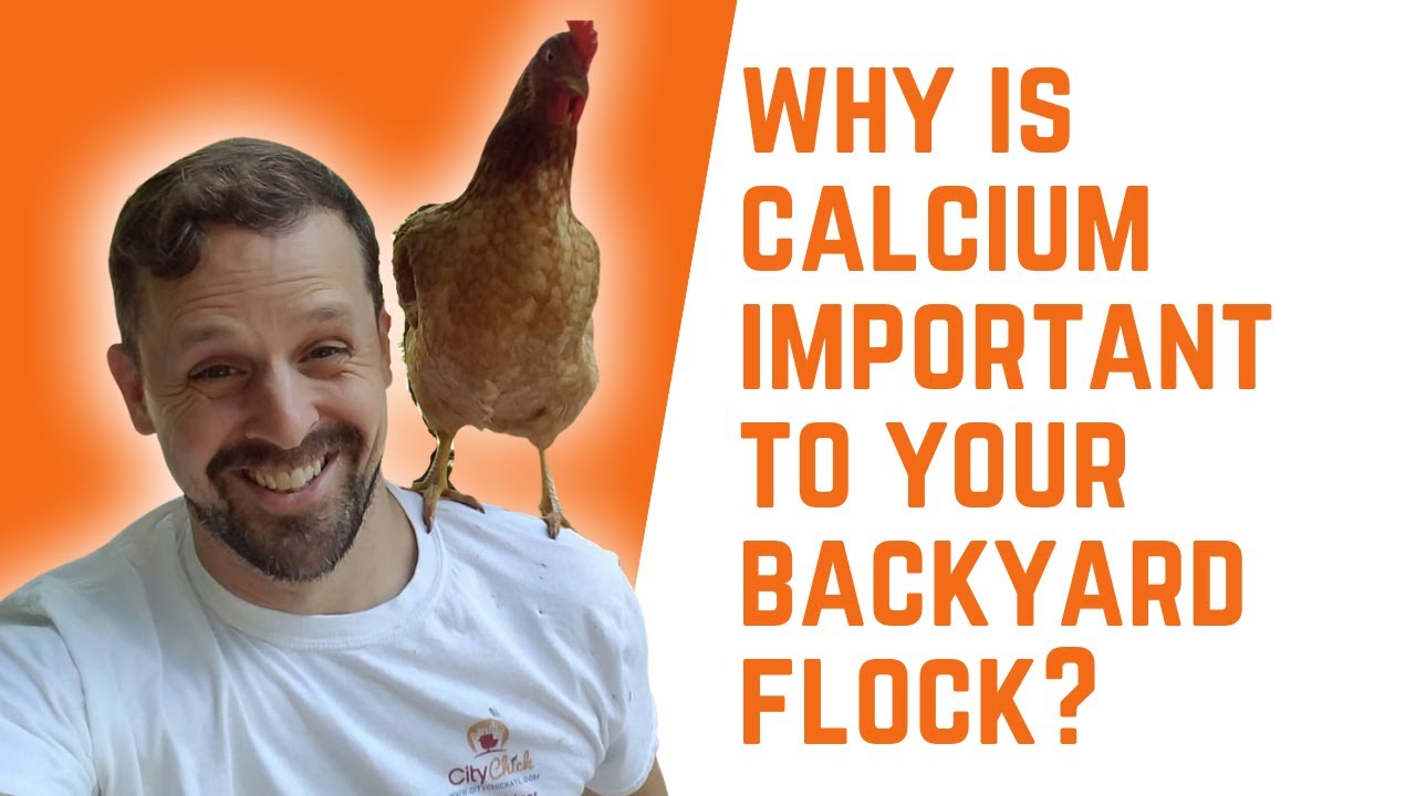 Why is calcium important to your backyard chickens? And easy ways to add calcium.