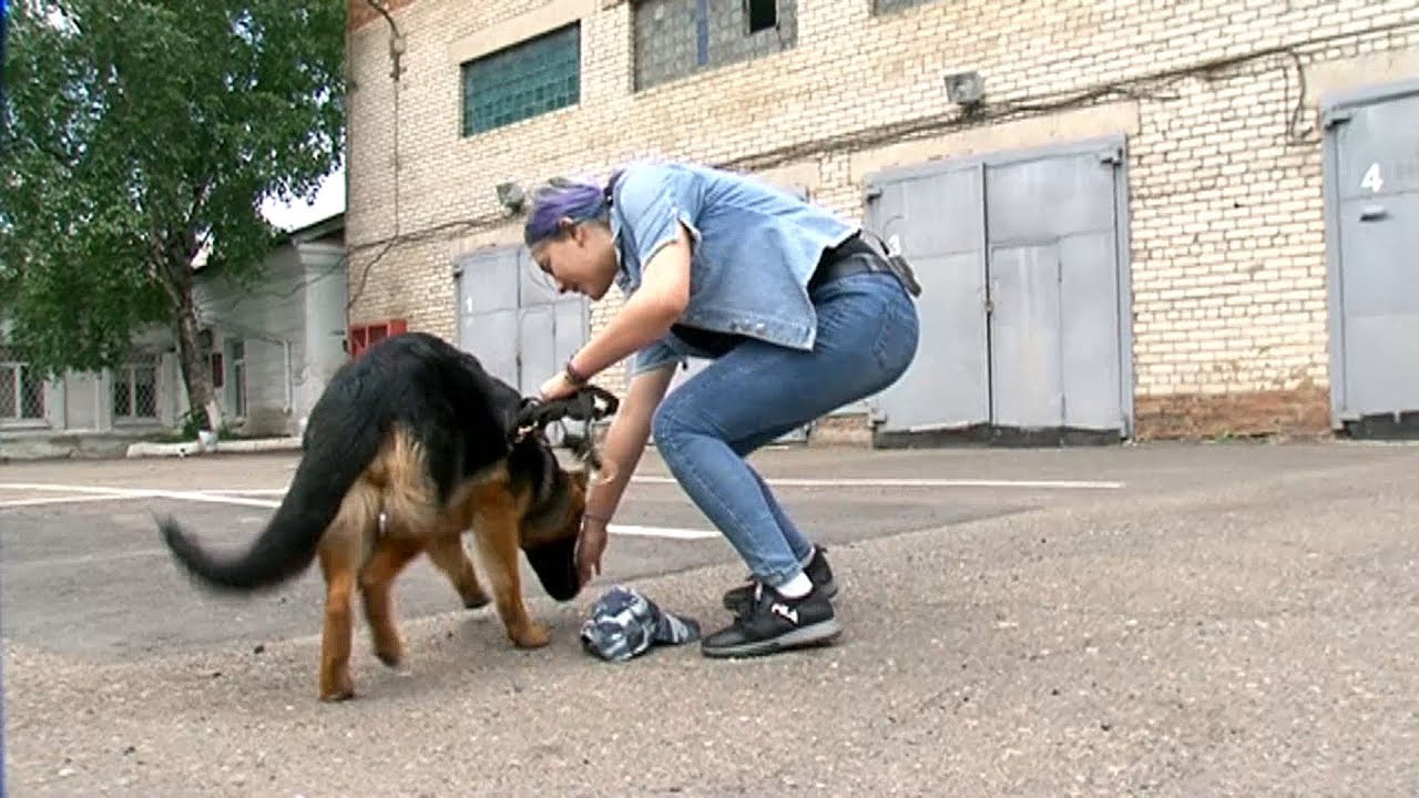 «Есть дело!» Хочу работать кинологом в МВД